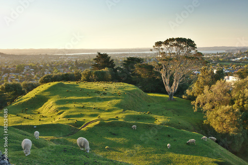One Tree Hill Park with a sheep in the foreground, Cornwall Park, Auckland, New Zealand © Jara