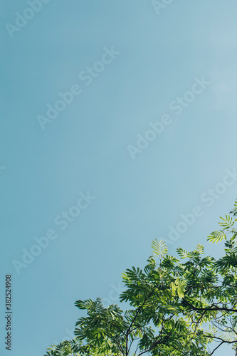 Below sight of green acacia branches and leaves and blue sky
