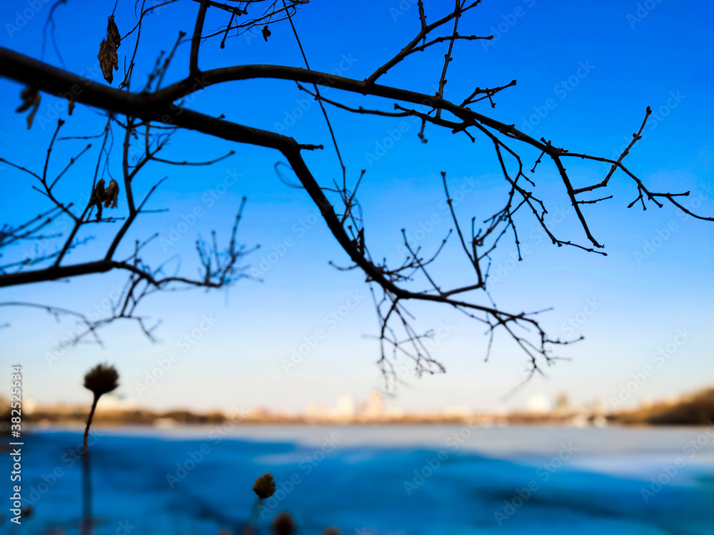 Dry tree branches in winter against sky Dry tree branches in winter against sky
