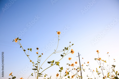 Fototapeta Naklejka Na Ścianę i Meble -  Summer wildflowers, Central Valley, California