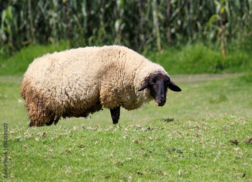 Obraz premium raising farm animals for sale and consumption