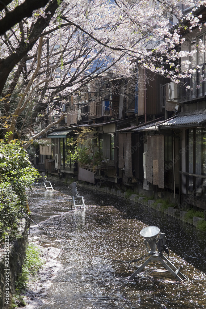 さくらと高瀬川