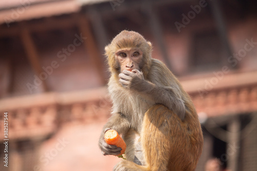 portrait of a monkey © rozan