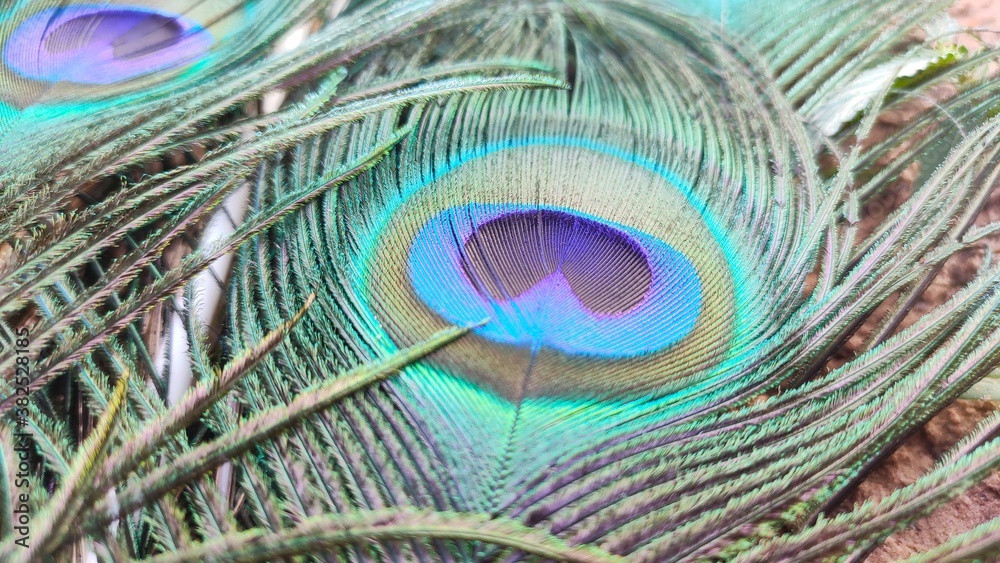 Fototapeta premium Close up view of peacock feathers