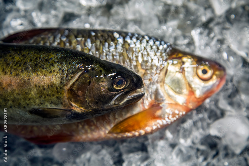 Red bass and trout on ice Red bass and trout on ice