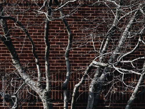 Branch and brick photo