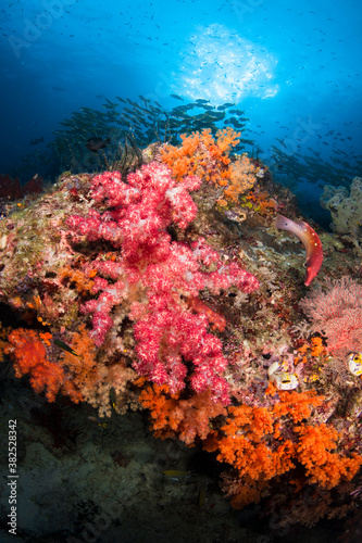 Colourful Soft Coral 3 photo