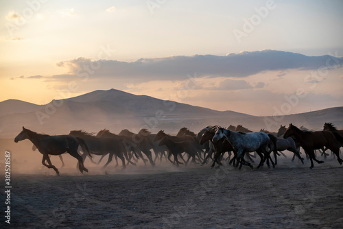 Wild horses run in foggy at sunset. Near Hormetci Village  between Cappadocia and Kayseri  Turkey