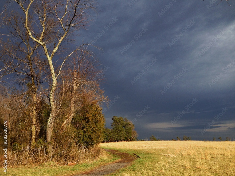 Field of Gold Field of Gold