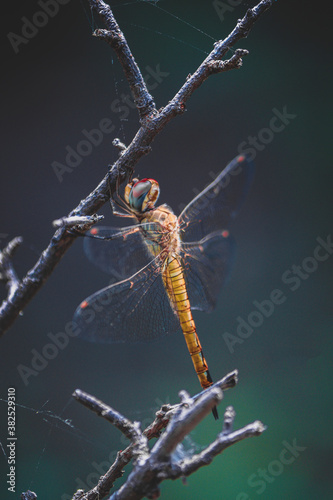 dragonfly close up © yash