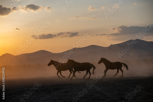 Wild horses run in foggy at sunset. Near Hormetci Village, between Cappadocia and Kayseri, Turkey