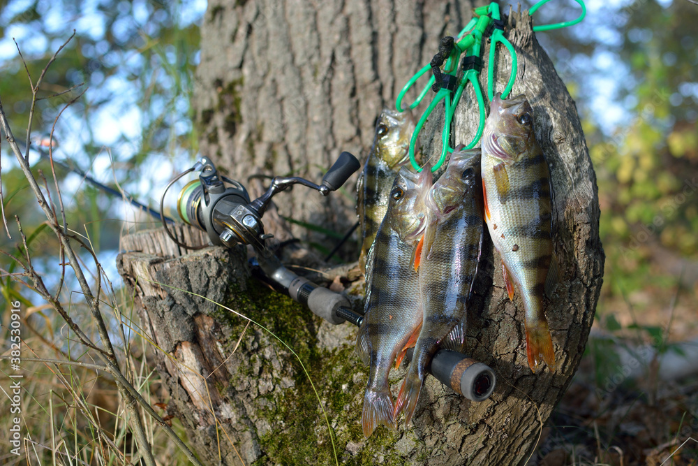 Summer fishing, perch fishing spinning reel on the lake Summer fishing, perch fishing spinning reel on the lake