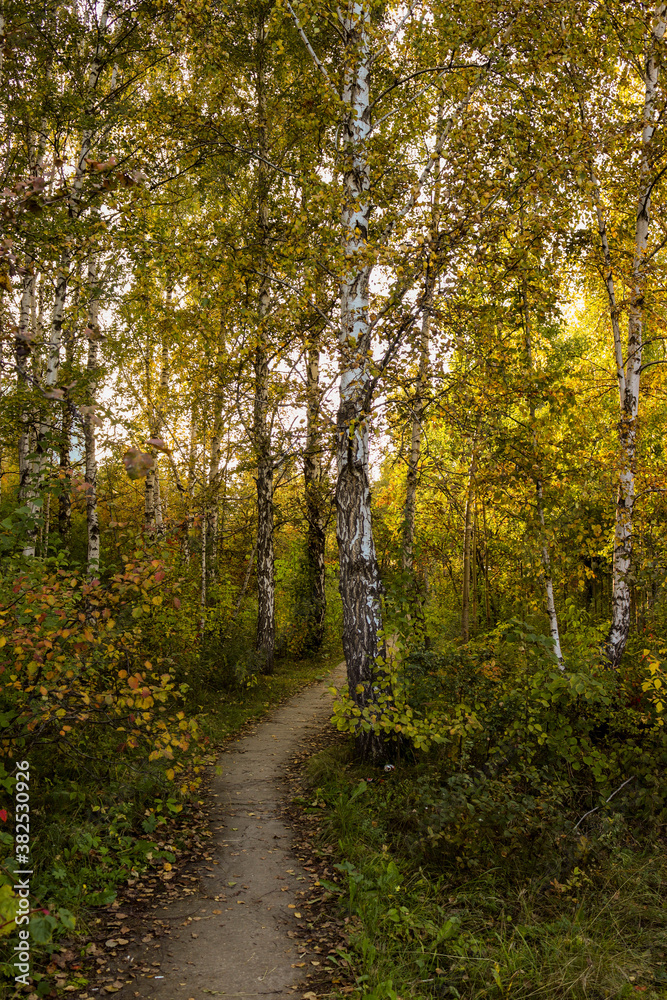 path in autumn forest path in autumn forest