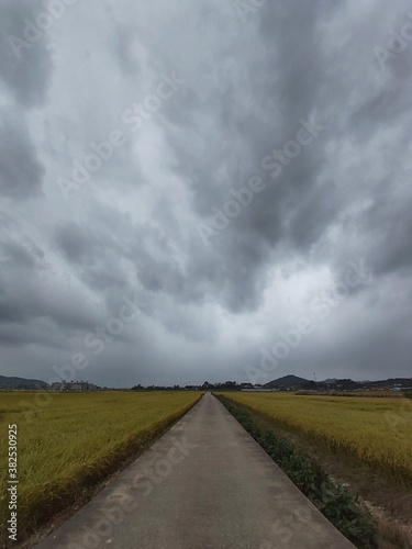 a heavily cloudy paddy field