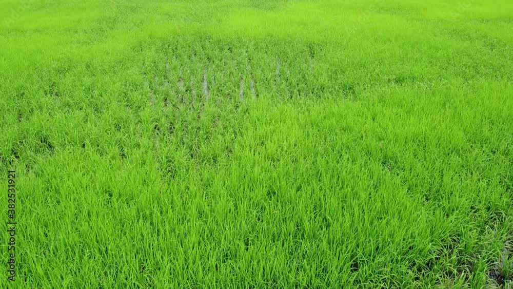 Aerial rice fields, agricultural areas with rural green sowing.
Agricultural crops in rural areas of Thailand
plants of paddy Aerial footage.
Aerial rice fields, agricultural areas with rural green sowing.
Agricultural crops in rural areas of Thailand
plants of paddy Aerial footage.