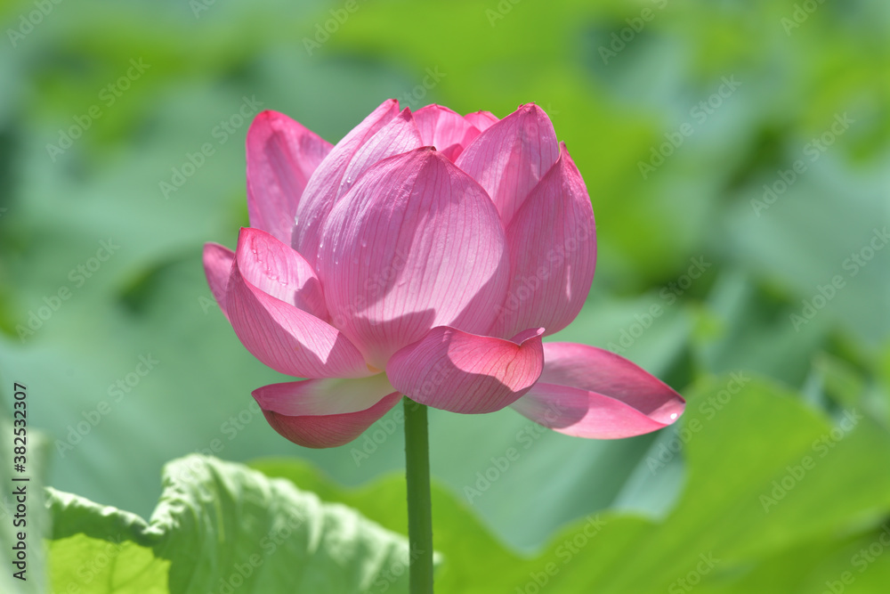 Lotus flower with beautiful pink flowers and green leaves