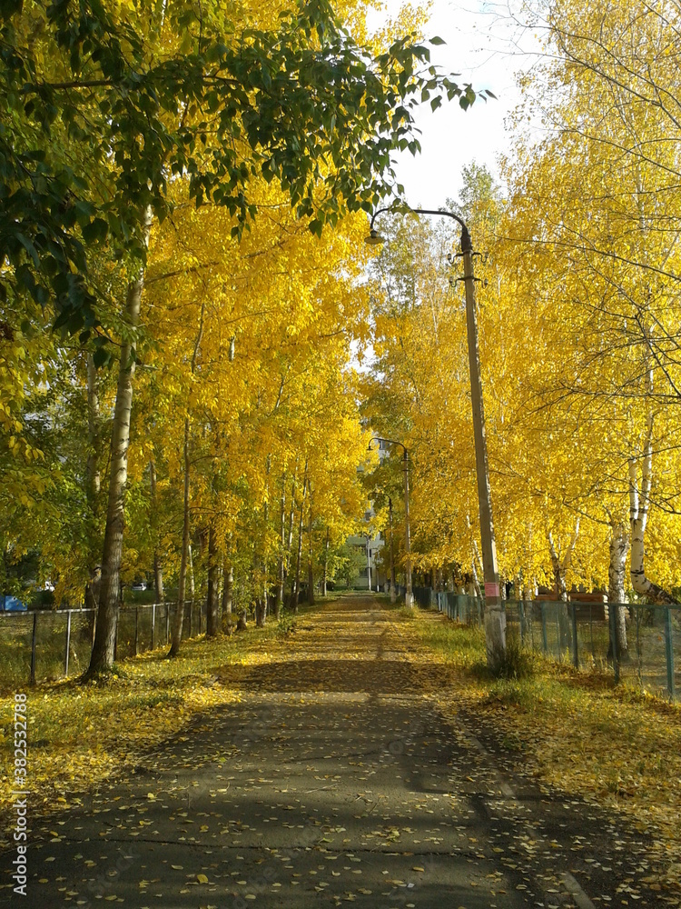 autumn trees in the park