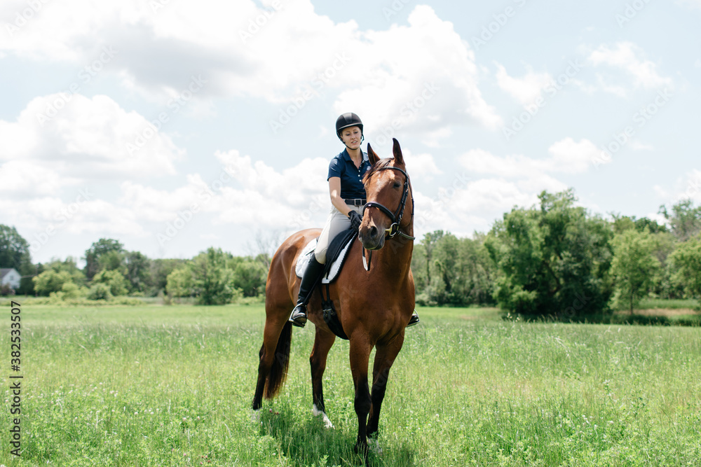 young woman rider on her horse in a field young woman rider on her horse in a field