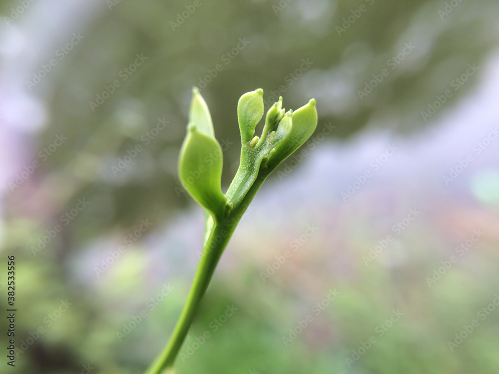 Beautiful Flower on blur effect Background Beautiful Flower on blur effect Background