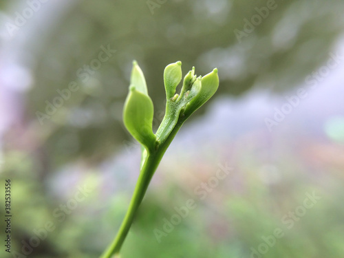 Beautiful Flower on blur effect Background