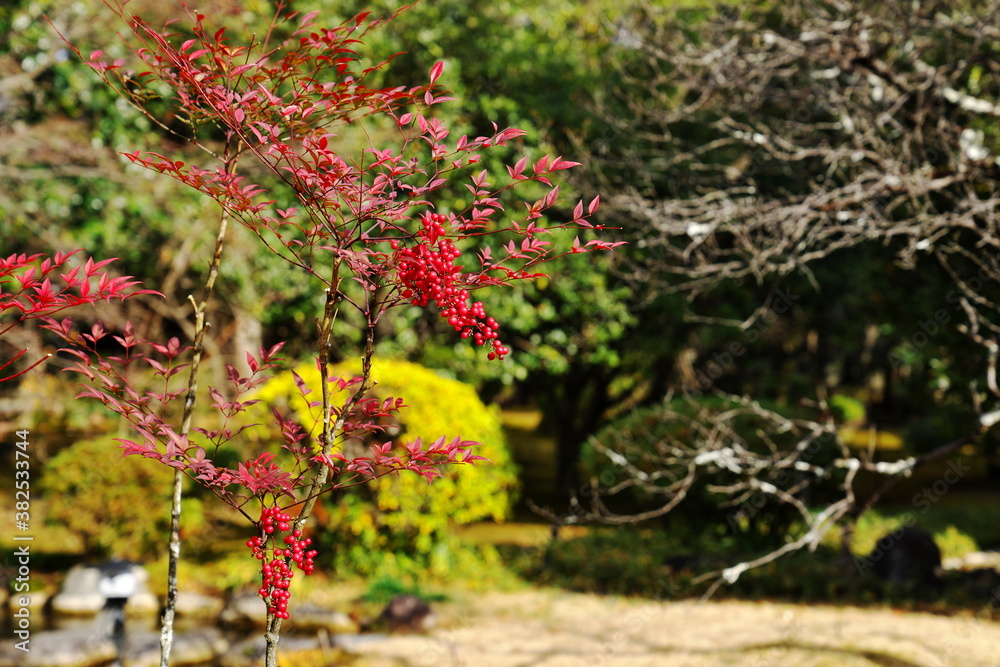 古都の庭園のお正月 古都の庭園のお正月