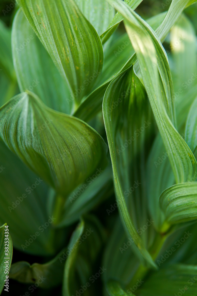 Obraz premium large green leaves of a plant