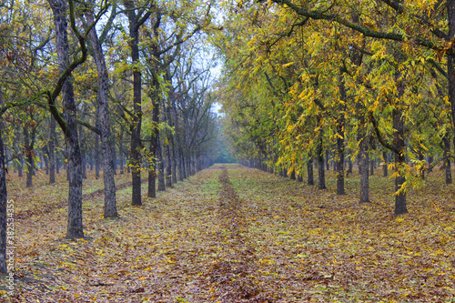 Pecan Orchard in the Fall