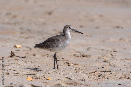 Beach Bird (Willet) © Tom Ramsey
