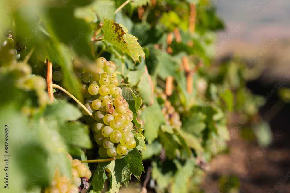 Vineyard in Romania