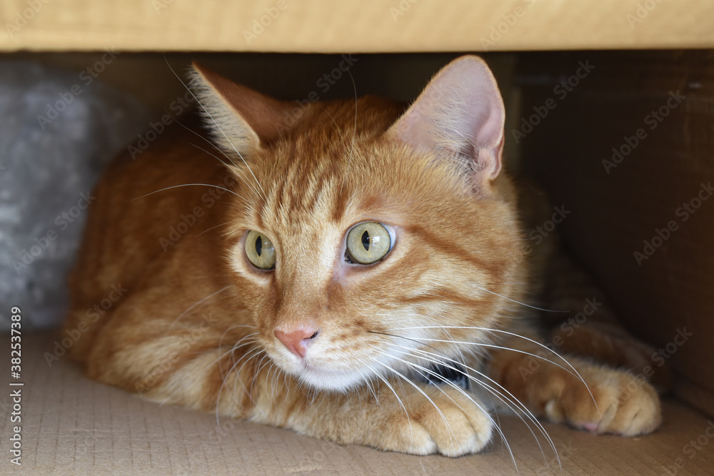 Naklejka premium Ginger cat sitting in a cardboard box.