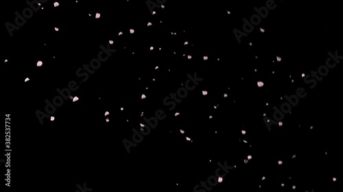 舞い落ちる桜の花吹雪。花びらがひらひらと落ちる動画素材。