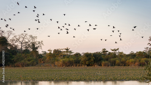 Canvas Print A flock of migratory birds sighted returning home near the lake in the forest of
