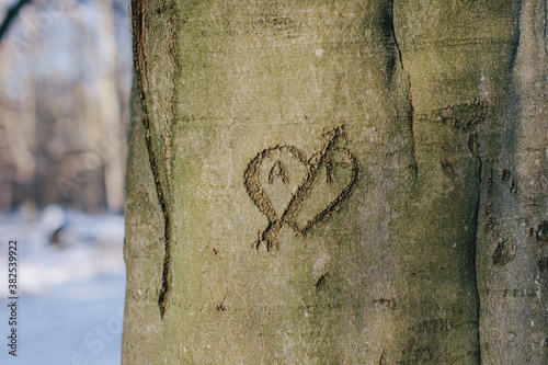 Lovers' initials carved on a tree bark