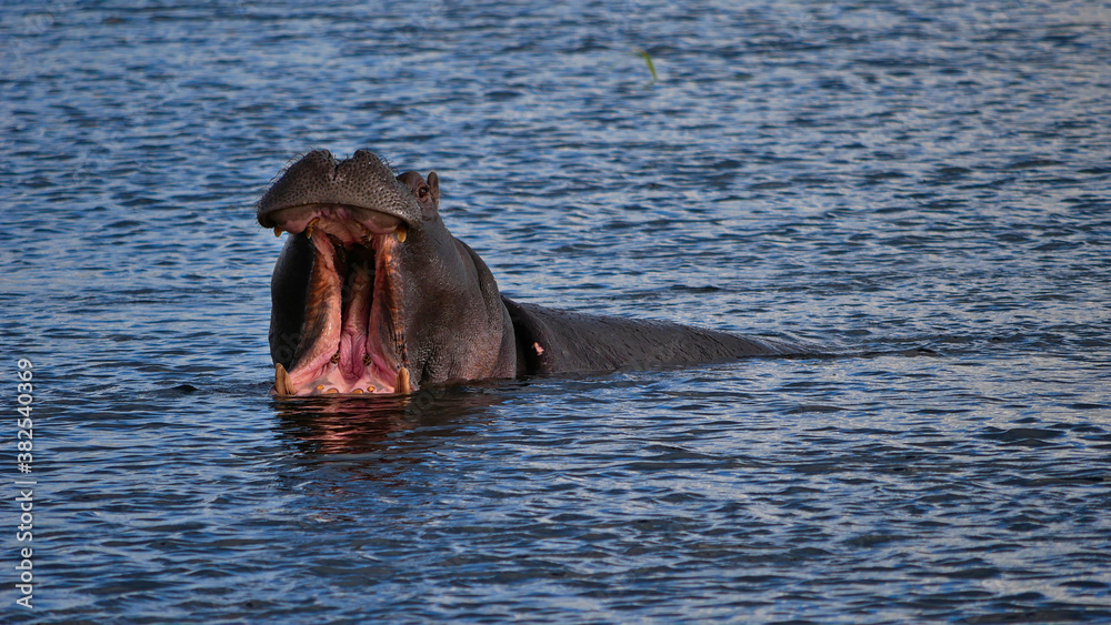 Fototapeta premium Front view of intimidating single hippo (hippopotamus, hippopotamus amphibius) aggressively opening its mouth and showing its fangs on safari, Chobe River, Chobe National Park, Botswana.
