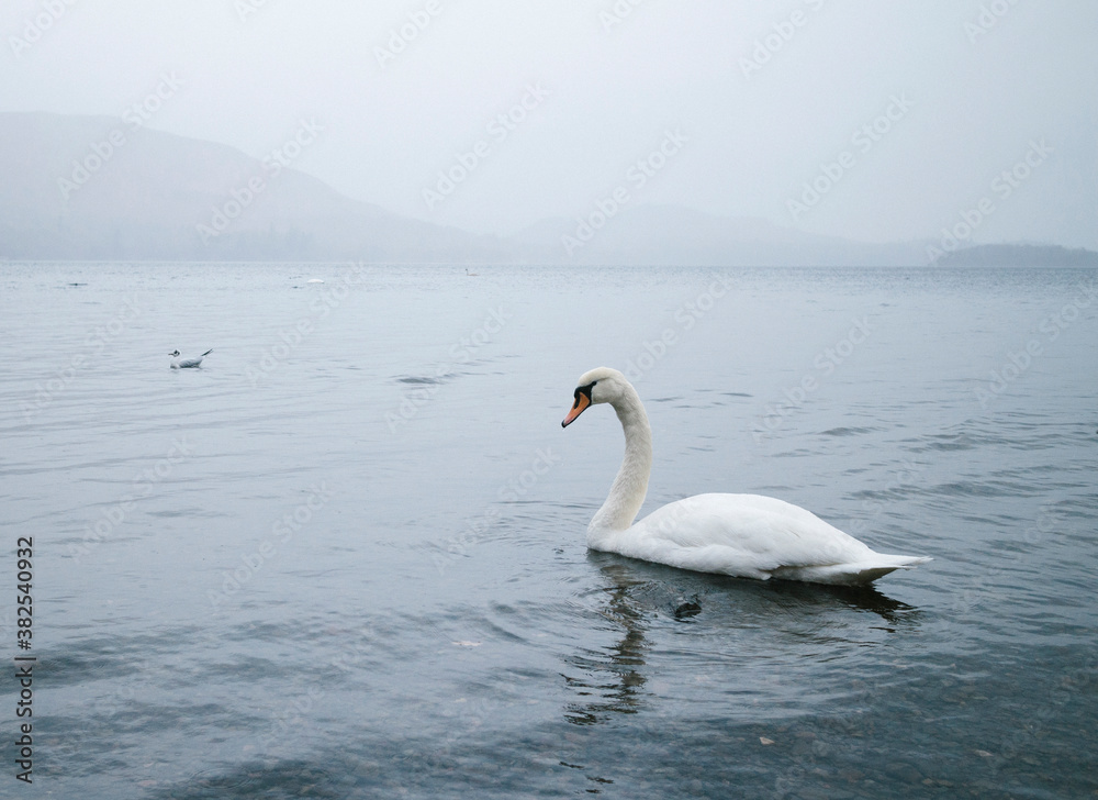 Swan on a lake in misty rain. Swan on a lake in misty rain.
