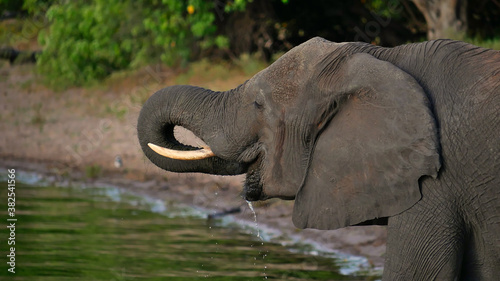 Side view of big African elephant (loxodonta) with ivory tusks on the banks enjoying the fresh water of Chobe River with its trunk, on boat safari, Chobe National Park, Botswana, Africa.