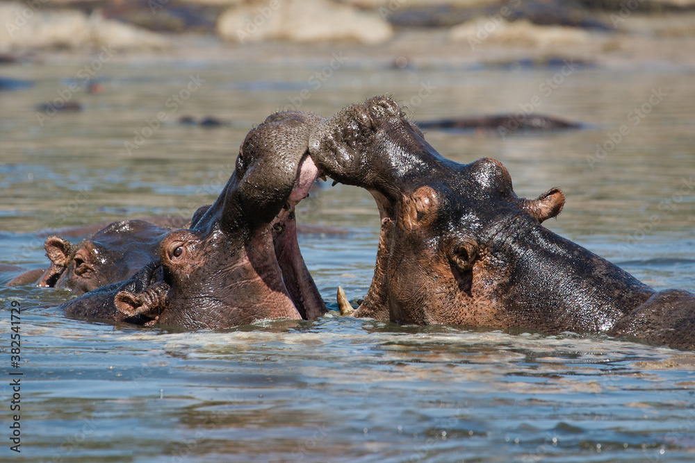 Two hippos Two hippos