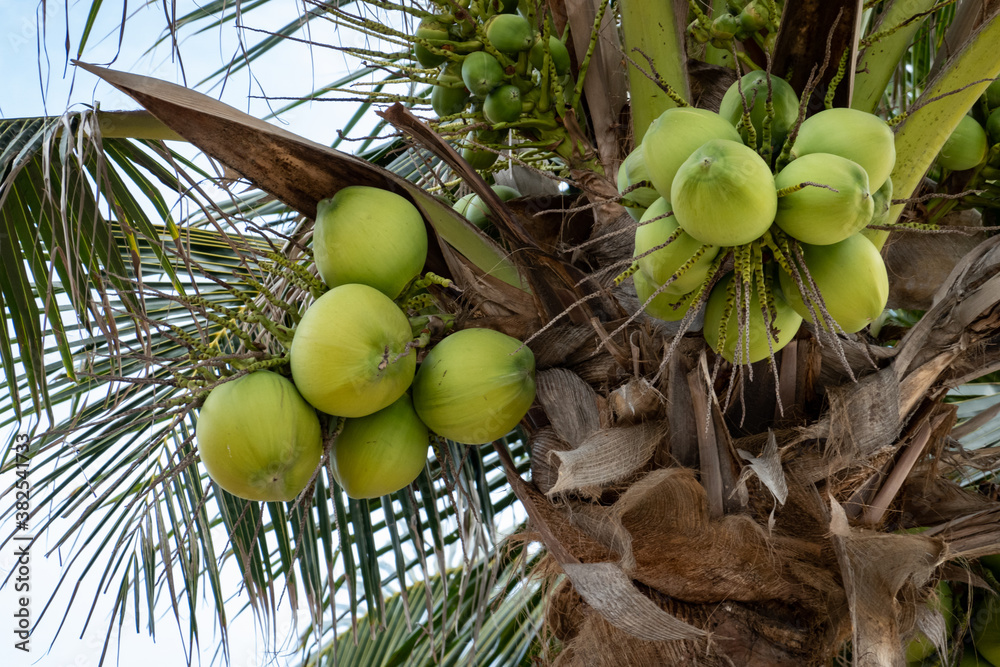 Fototapeta premium Palm tree with ripe coconuts, coconut bunch on a palm tree.