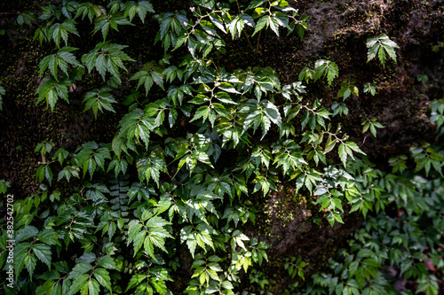 Close up green forest leaves growing on the rock.