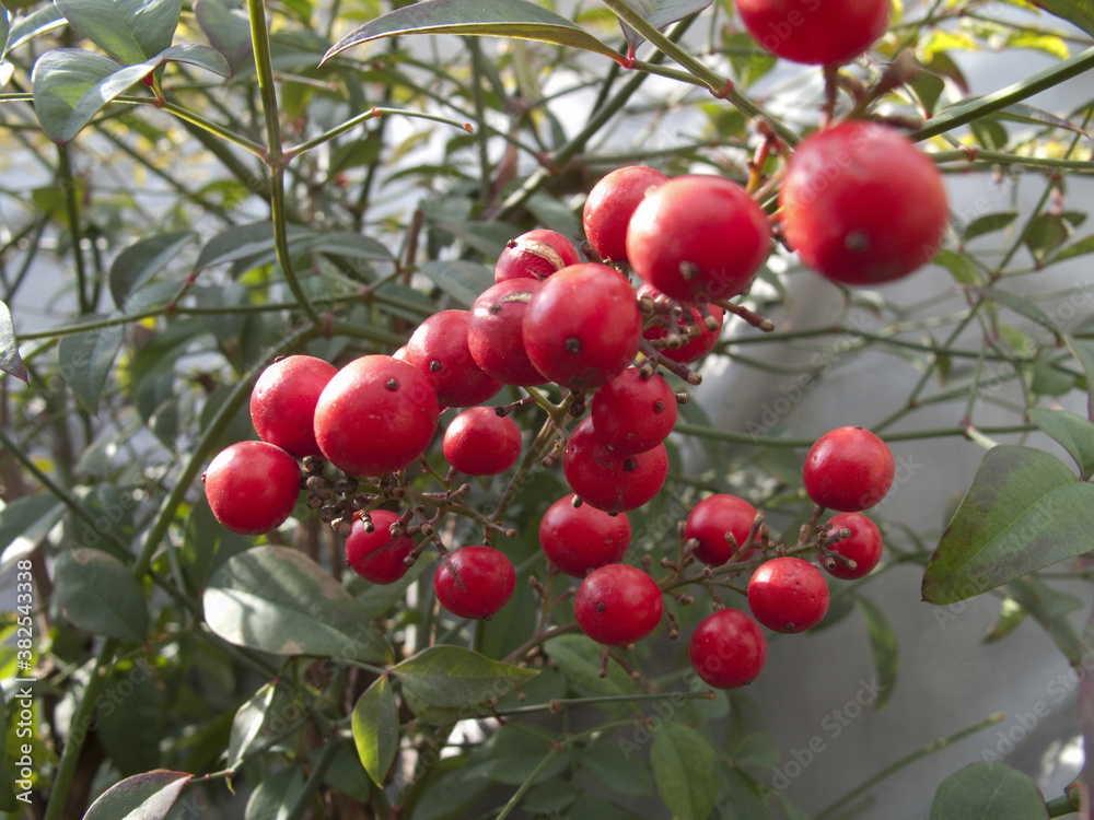 Obraz premium 南天の実のクローズアップ