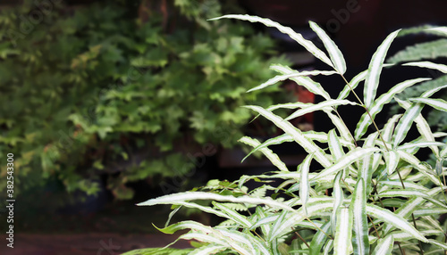 Beautiful Pattern of White-striped Cretan brake ferns in backyard garden.Pteris cretica var.albolineata. Evergreen fern with a broad, creamy-white band along the center of leaflet. photo
