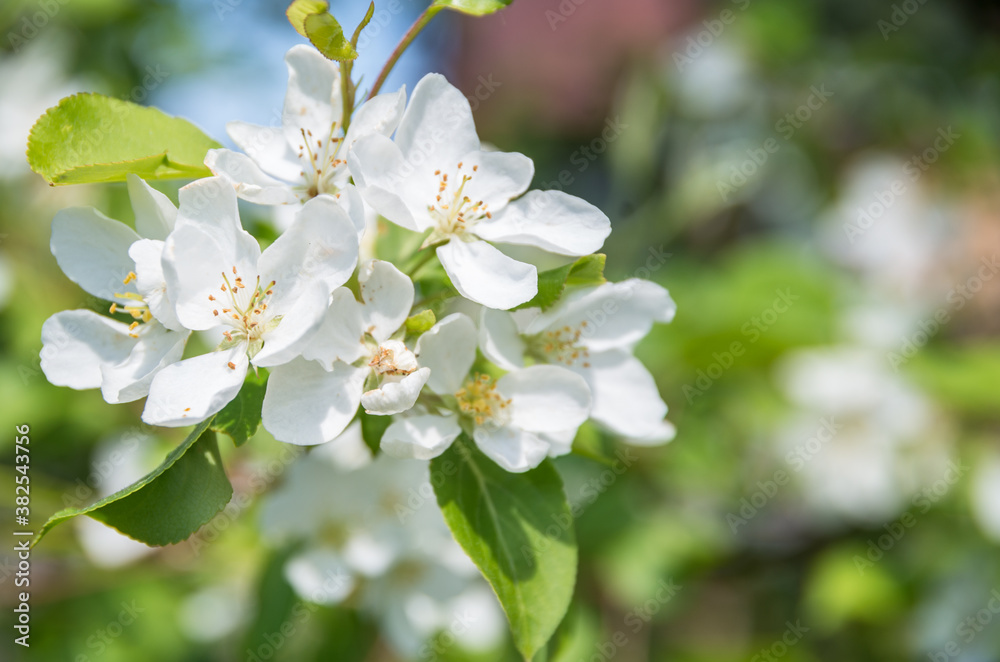 apple tree blooms in spring with white fragrant flowers, delicate white-green-blue background apple tree blooms in spring with white fragrant flowers, delicate white-green-blue background
