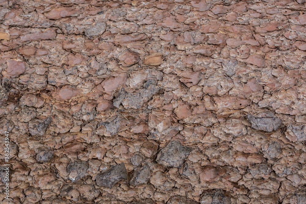 Baumrinde Holz Hintergrund