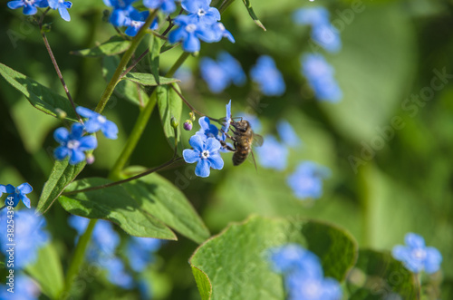 bee drinks nectar on blue forget-me-not flowers, early summer bloom, sunlight