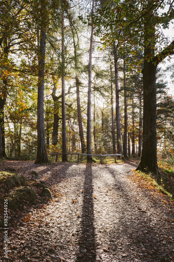 Sunlight through trees casting shadows over woodland path. Sunlight through trees casting shadows over woodland path.