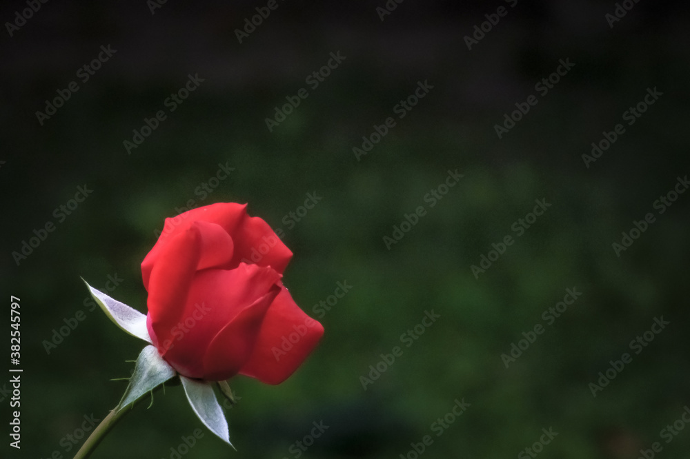 Fototapeta premium red rose