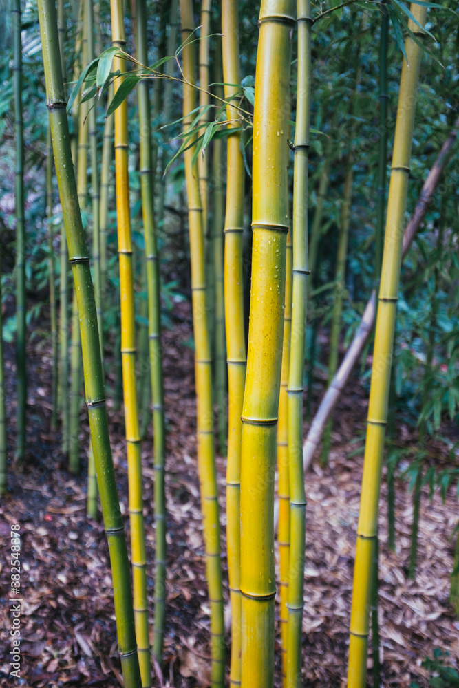 Bamboo forest in botanical garden Bamboo forest in botanical garden