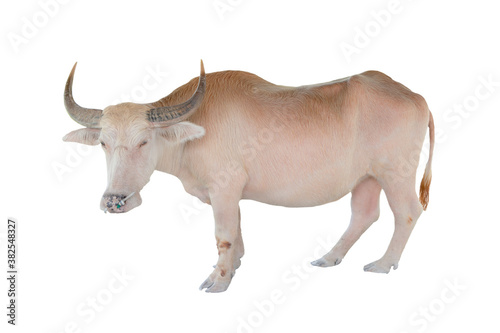 Albino buffalo in Thailand on a white background. © Tiwat