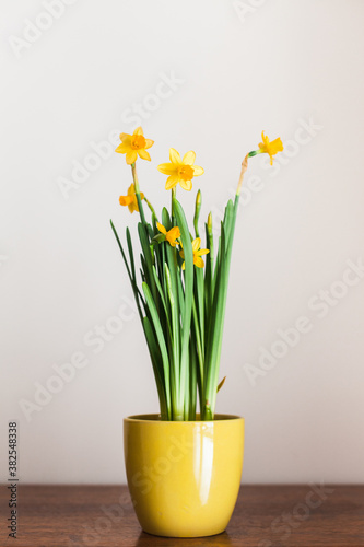 Yellow pot filled with yellow mini daffodils sits on a wood table photo