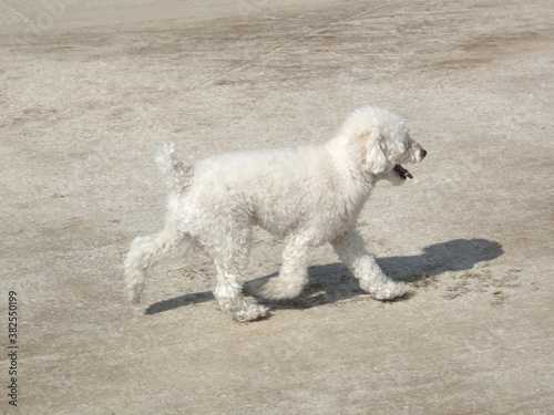 散歩するペットの犬 © Paylessimages